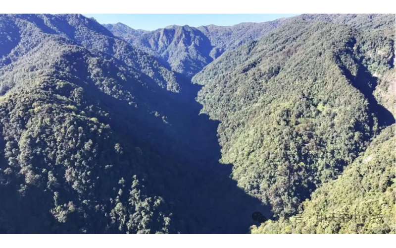 助理農業運輸！云南瀘水無人機吊運深山草果試飛成功